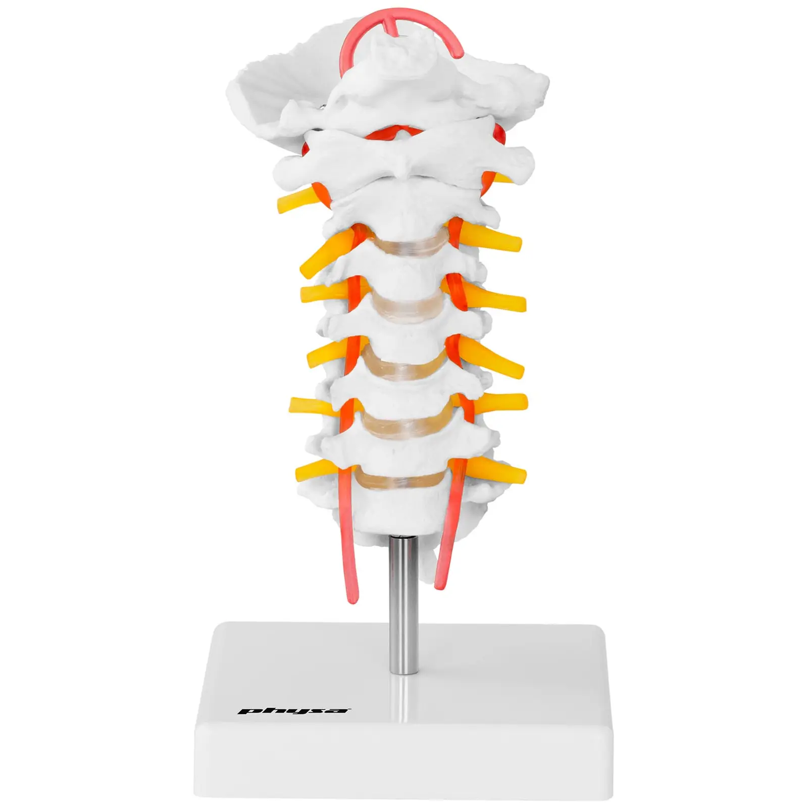 Model krční páteře - životní velikost