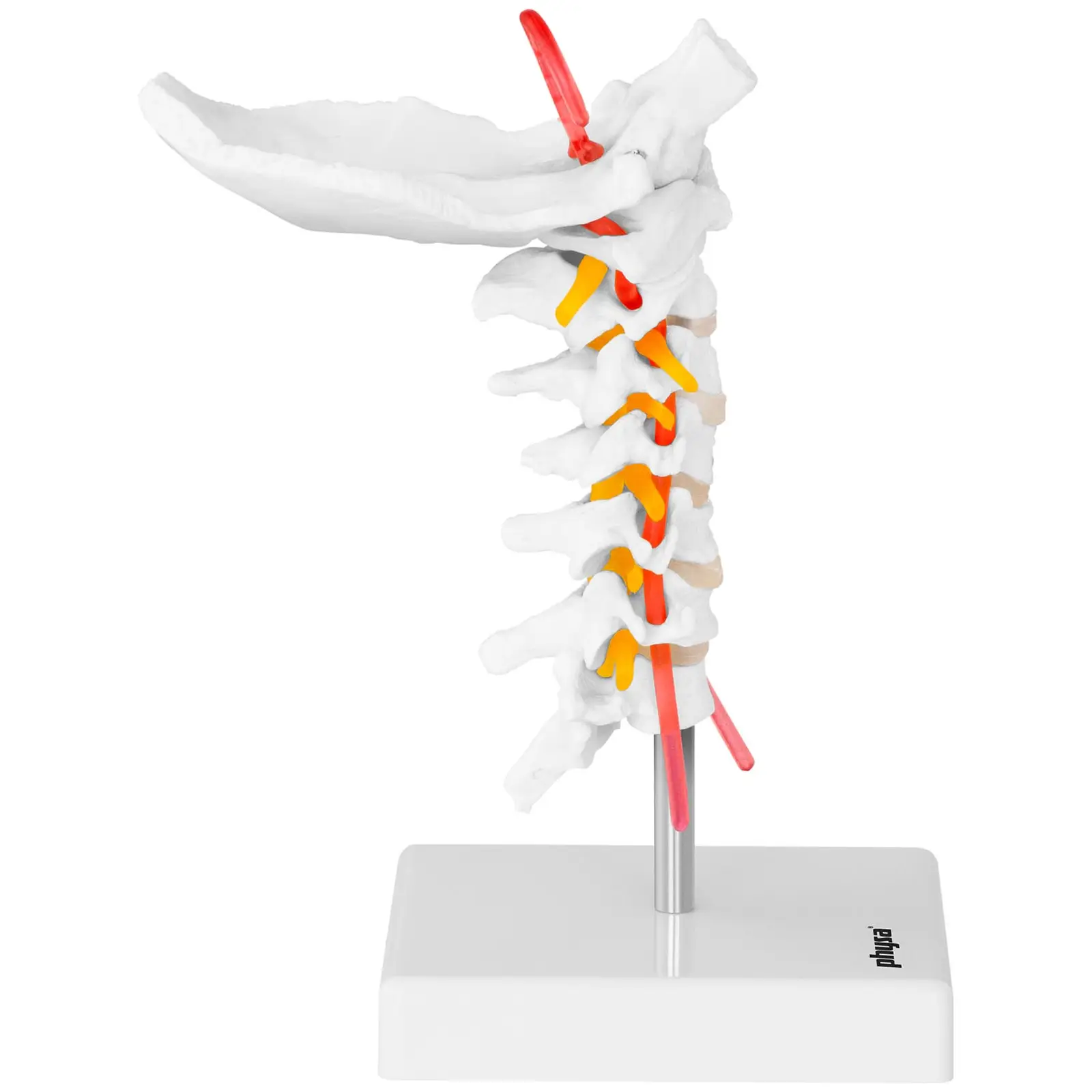 Model vratne hrbtenice - v naravni velikosti