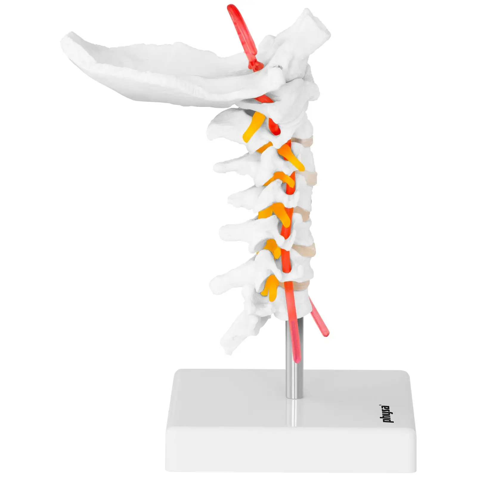 Model krční páteře - životní velikost