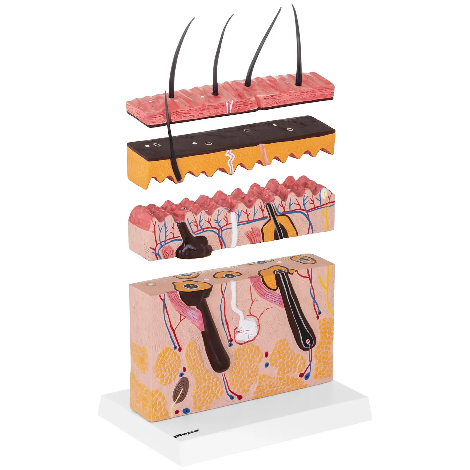 Model kůže (Materiál: Plast)