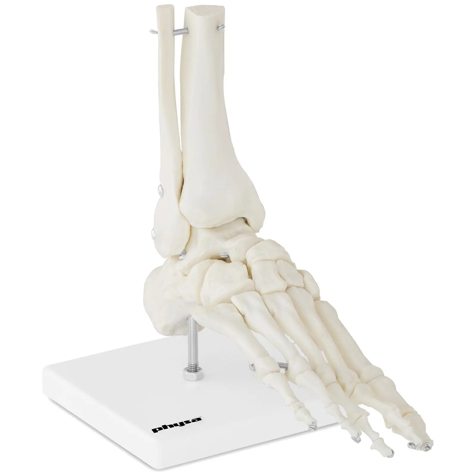 Model kostry chodidla a kotníku