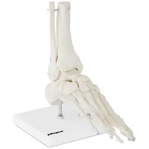 Модел на скелета на стъпало