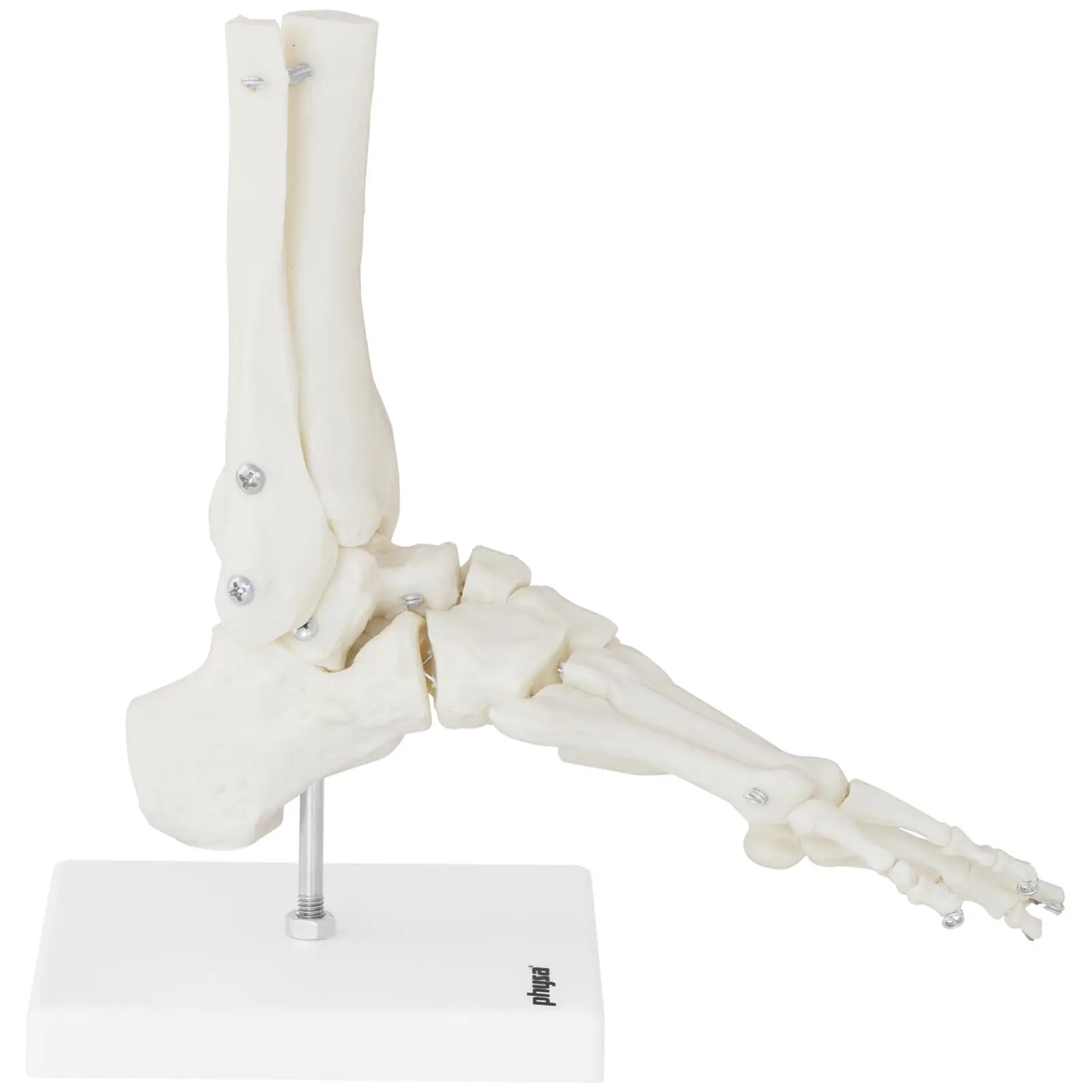 Anatomisch model skeletvoet