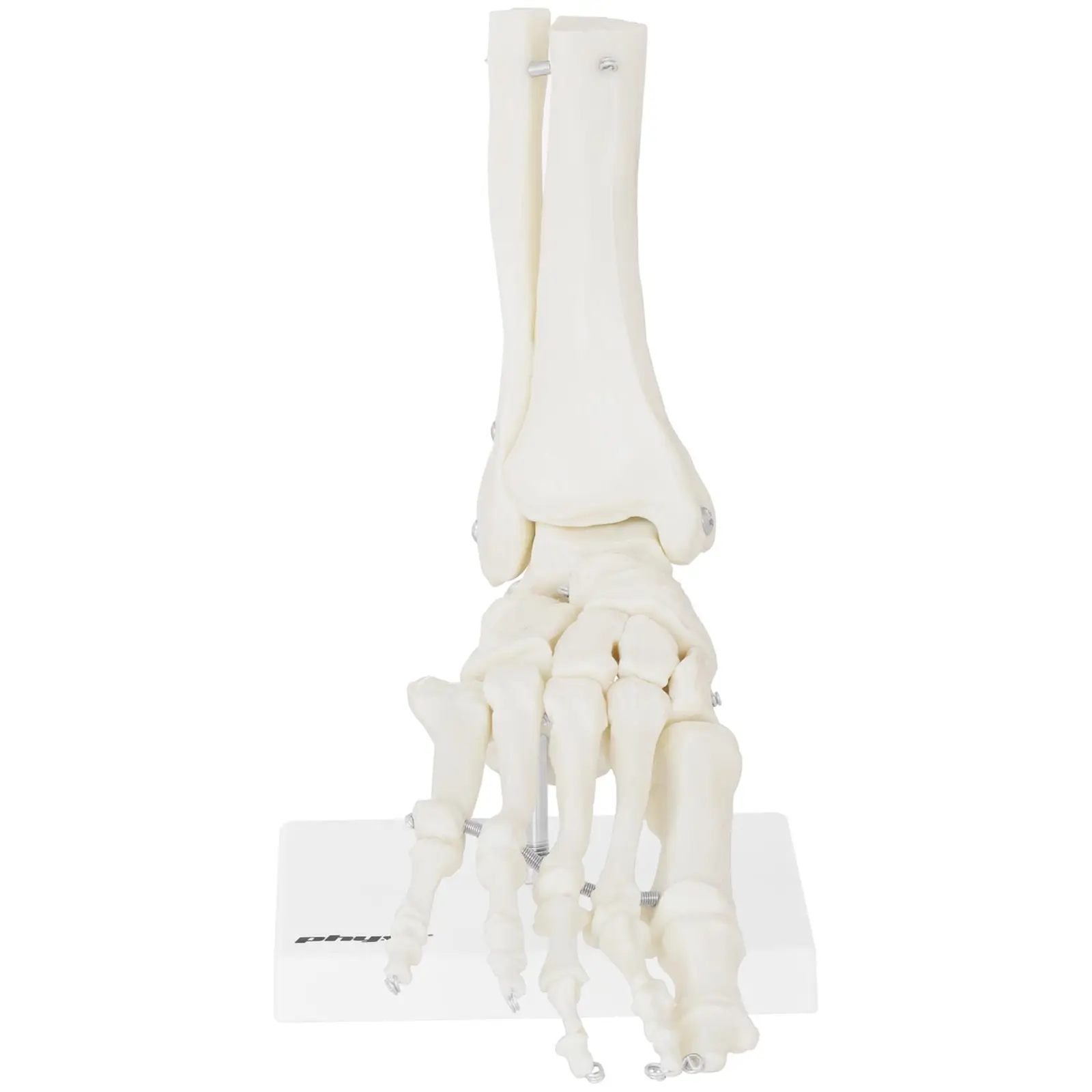 Maquette anatomique pied humain - 5