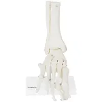 Modelo anatómico de pie