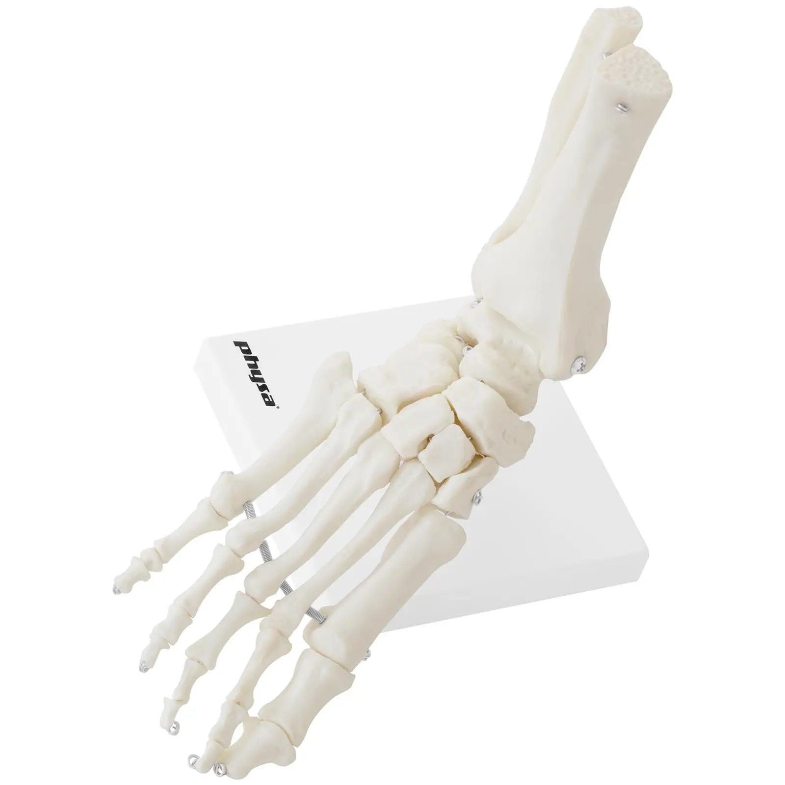 Anatomisch model skeletvoet