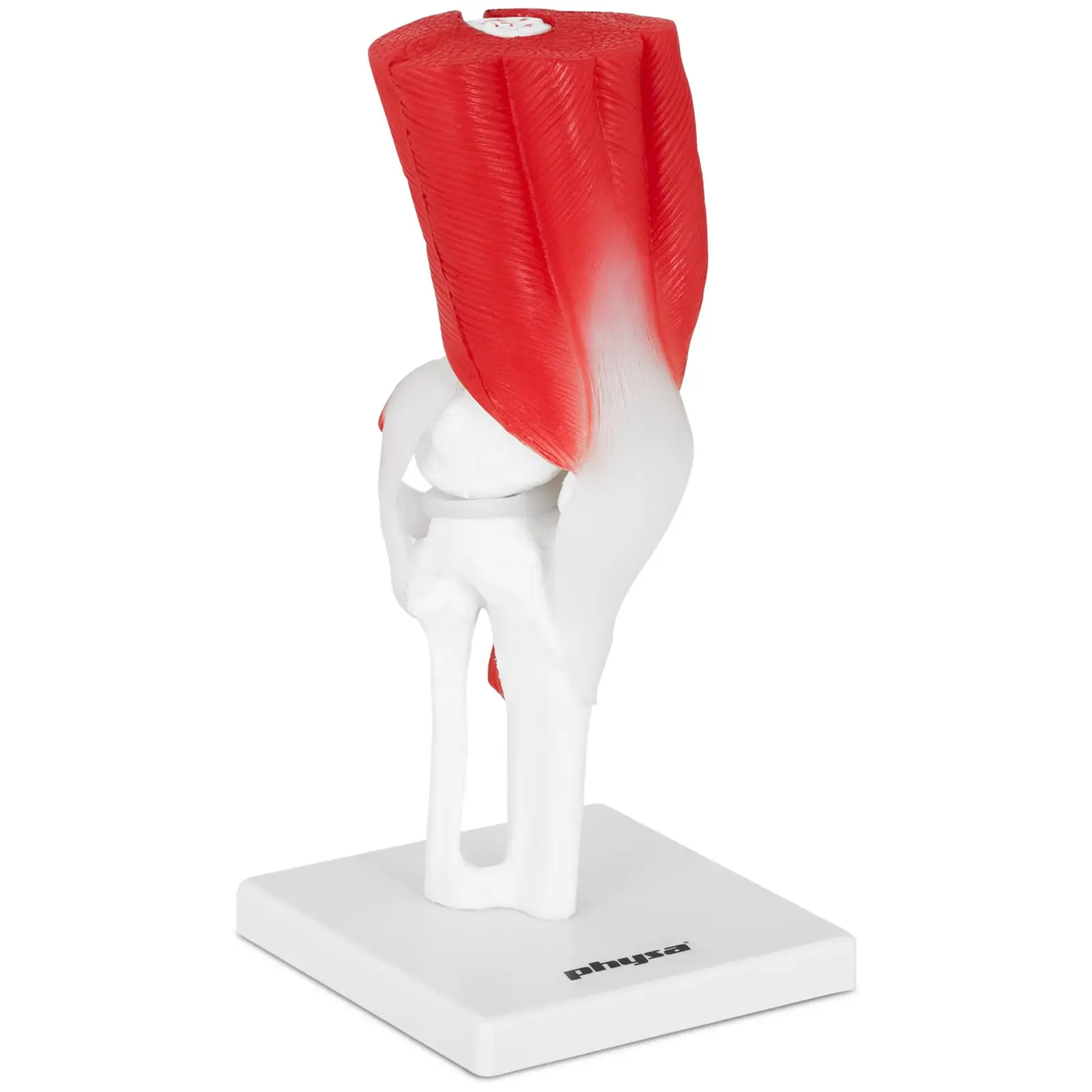 Modello anatomico ginocchio - Grandezza naturale
