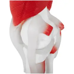 Μοντέλο άρθρωσης γόνατος - σε φυσικό μέγεθος