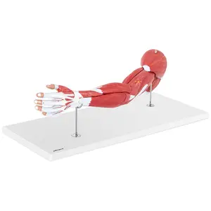 Modello anatomico braccio - Sette parti - Grandezza originale
