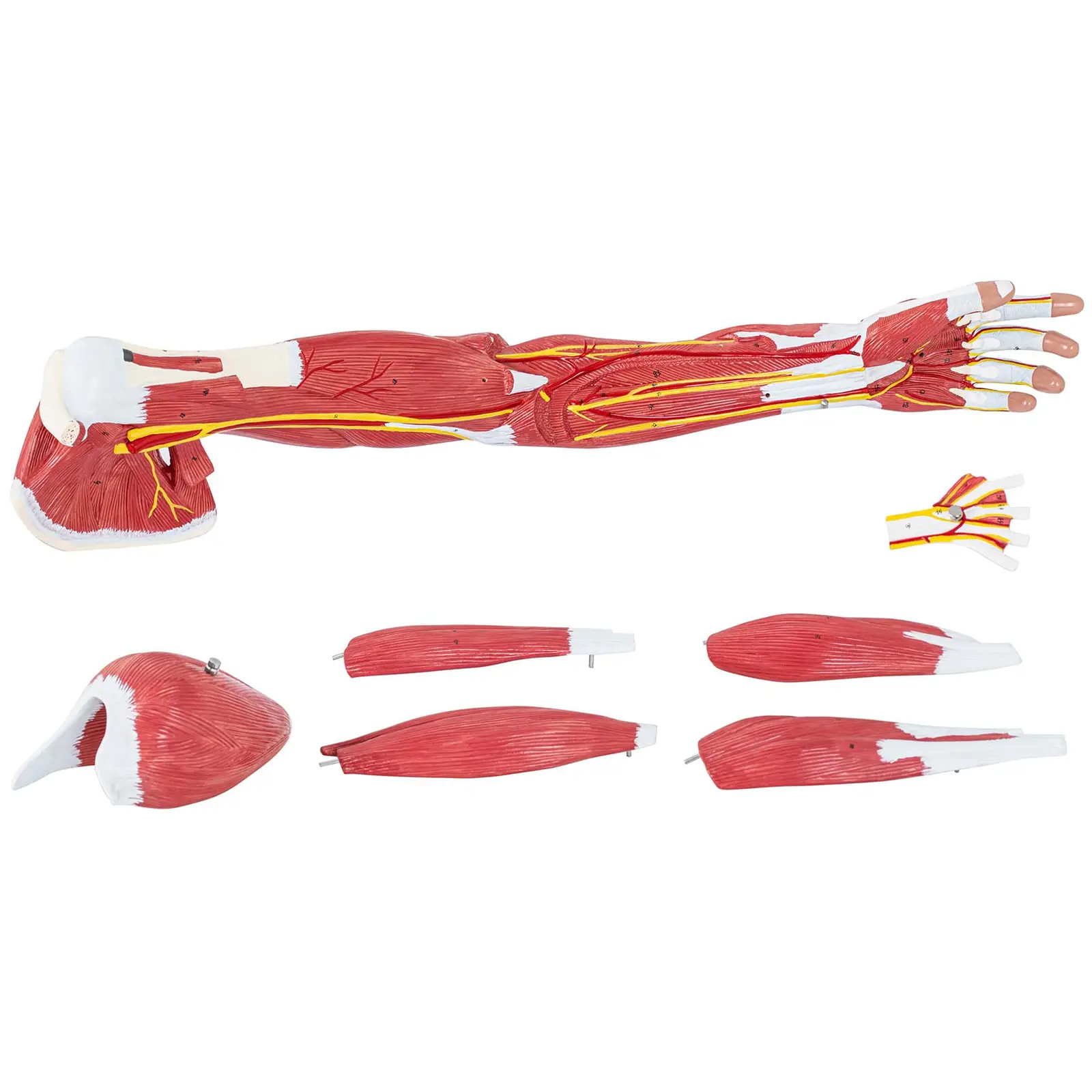 Anatominen malli - käsivarsi - seitsemän osaa - luonnollinen koko