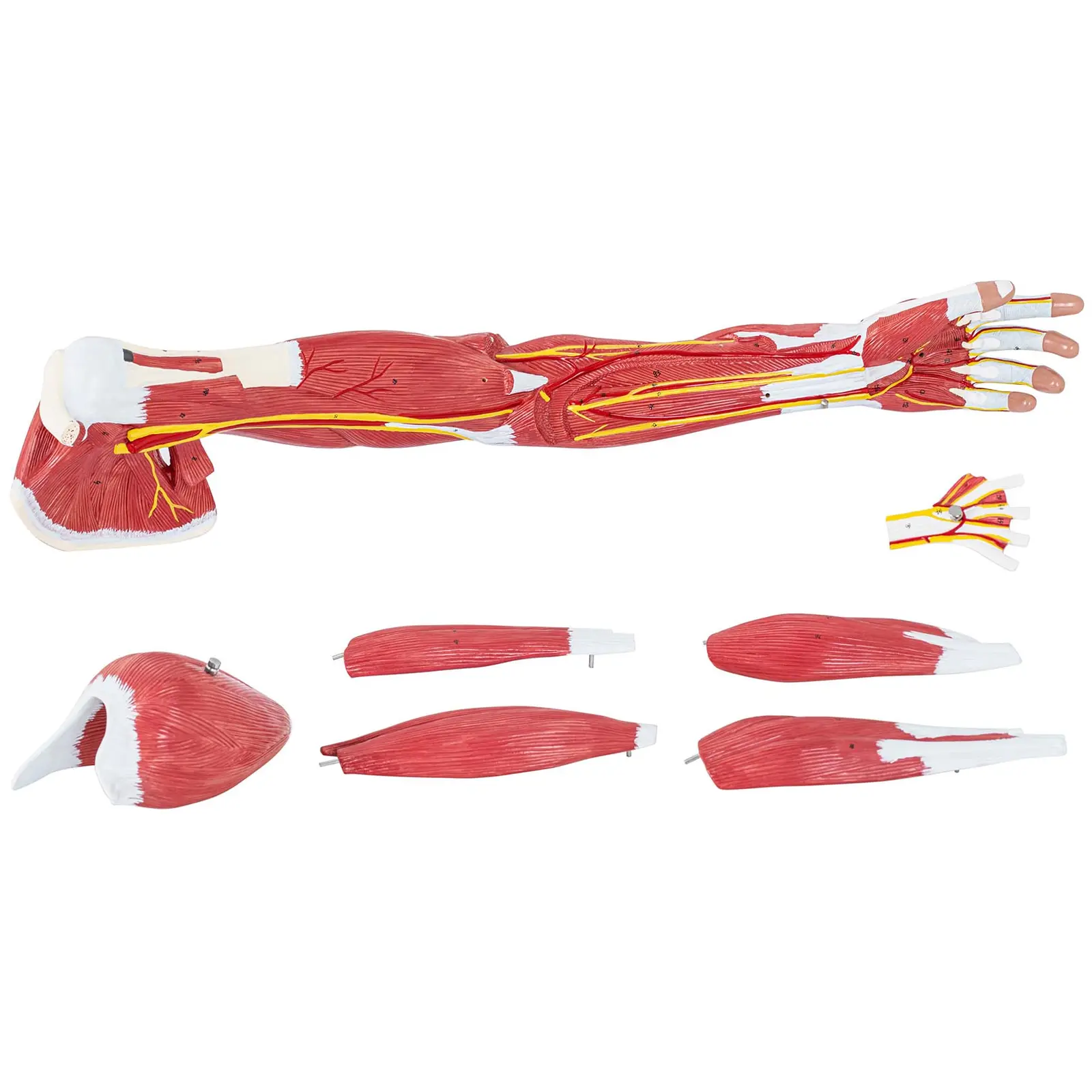 Arm - Anatomisk modell - Sjudelad - Originalstorlek