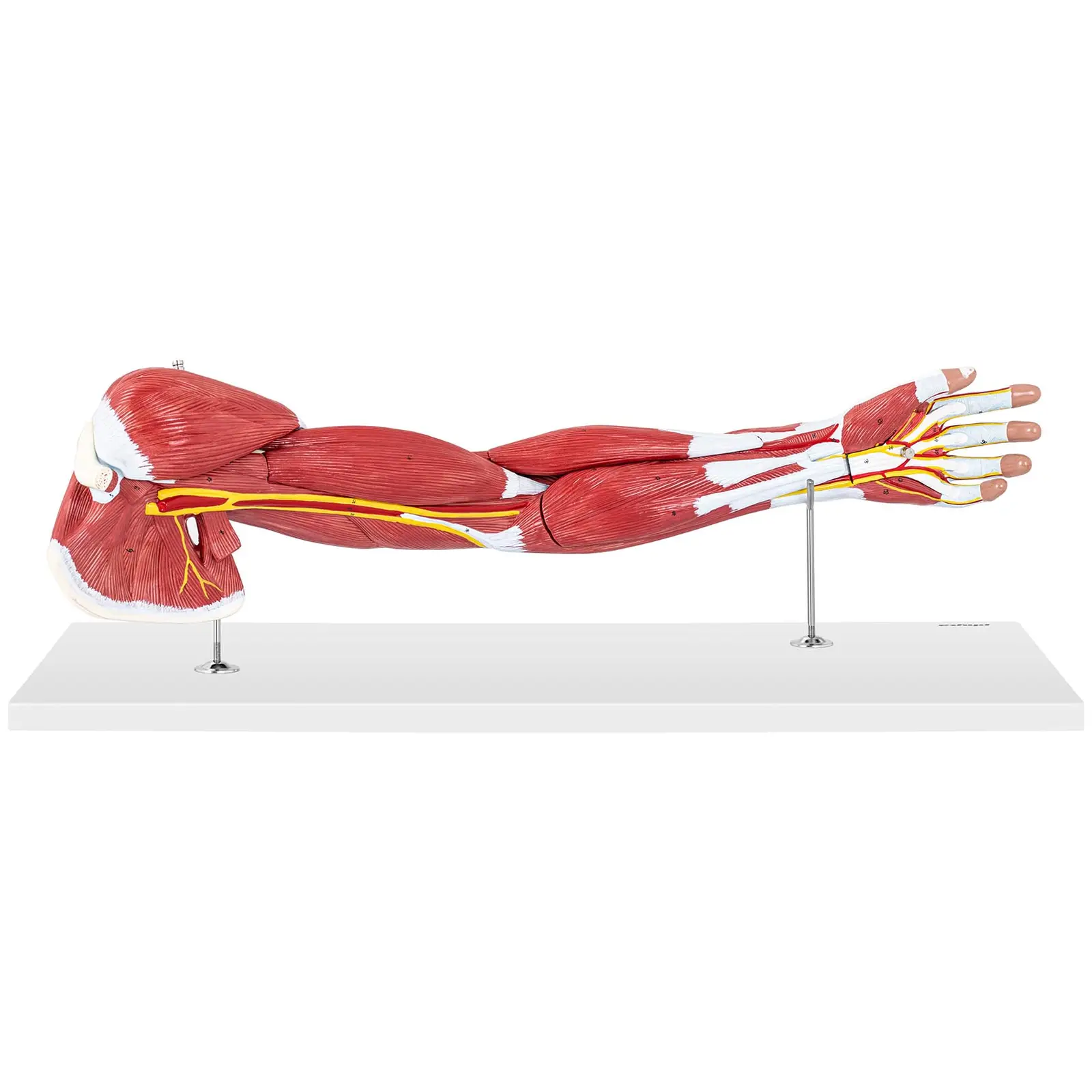 Maquette anatomique bras humain - En 7 parties - Grandeur nature (Matériau(x): PVC)