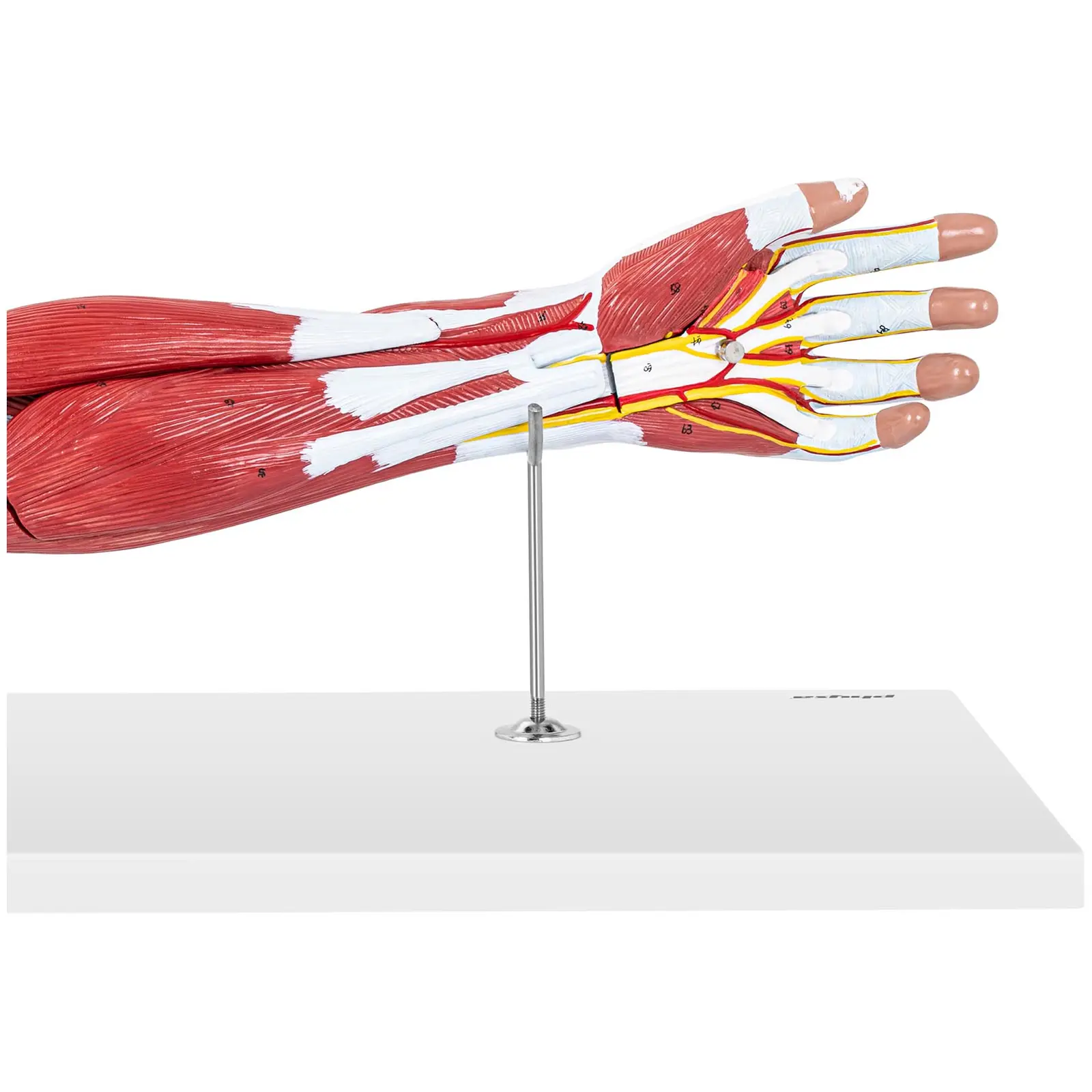 Arm Modell - siebenteilig - Originalgröße