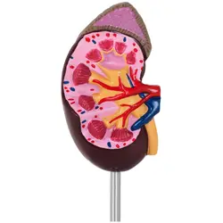 Anatomisch model nier - levensgroot