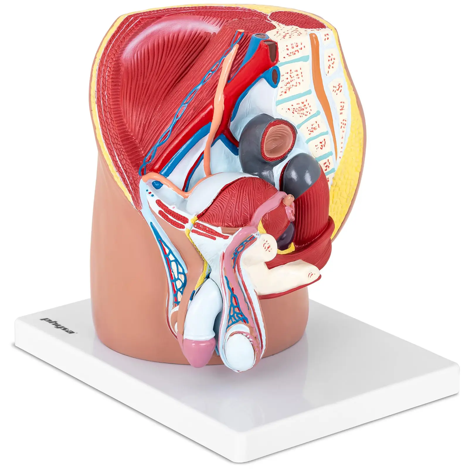 Model anatomiczny - miednica męska