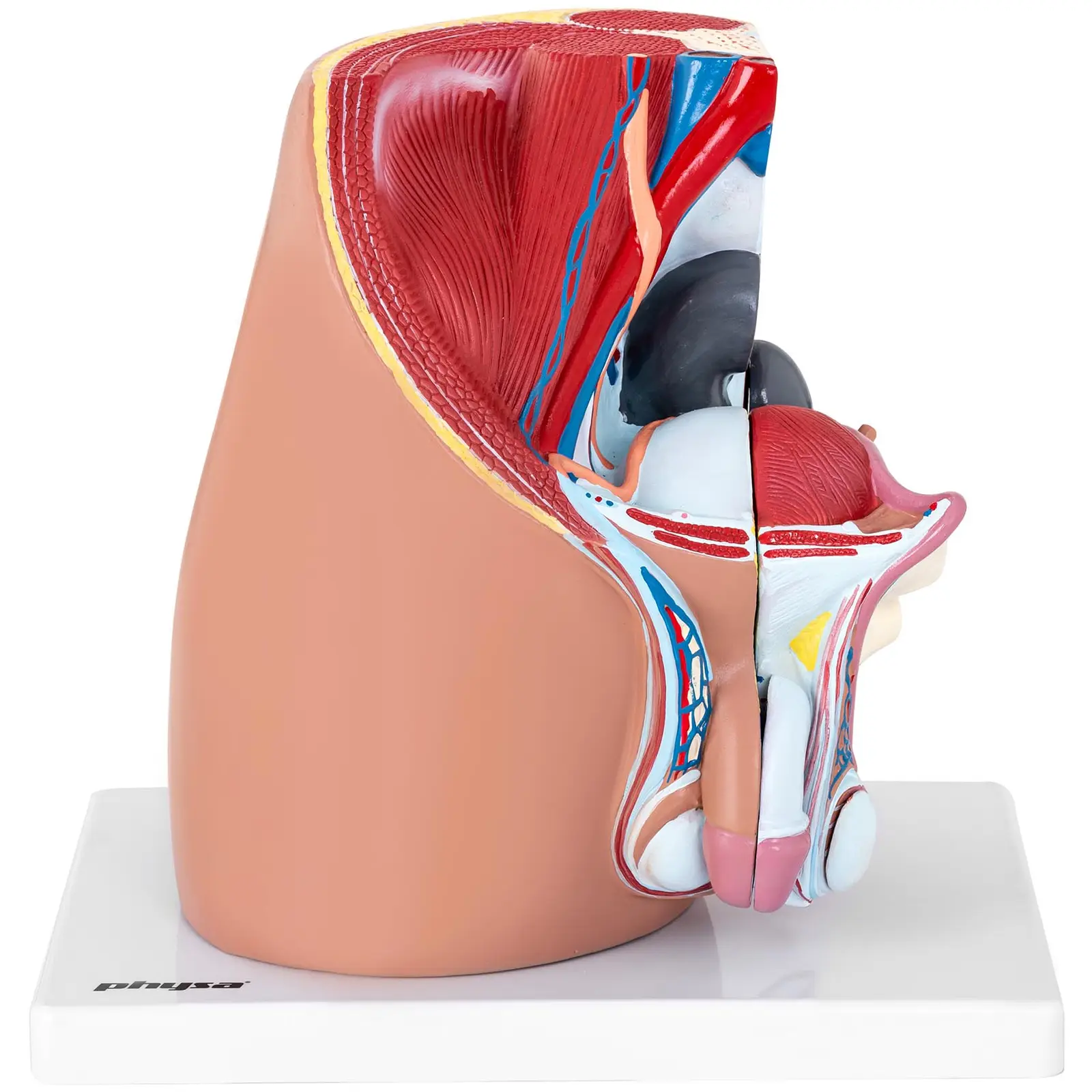 Anatominen malli - lantio - mies - jakautuu 4 osaan - luonnollinen koko