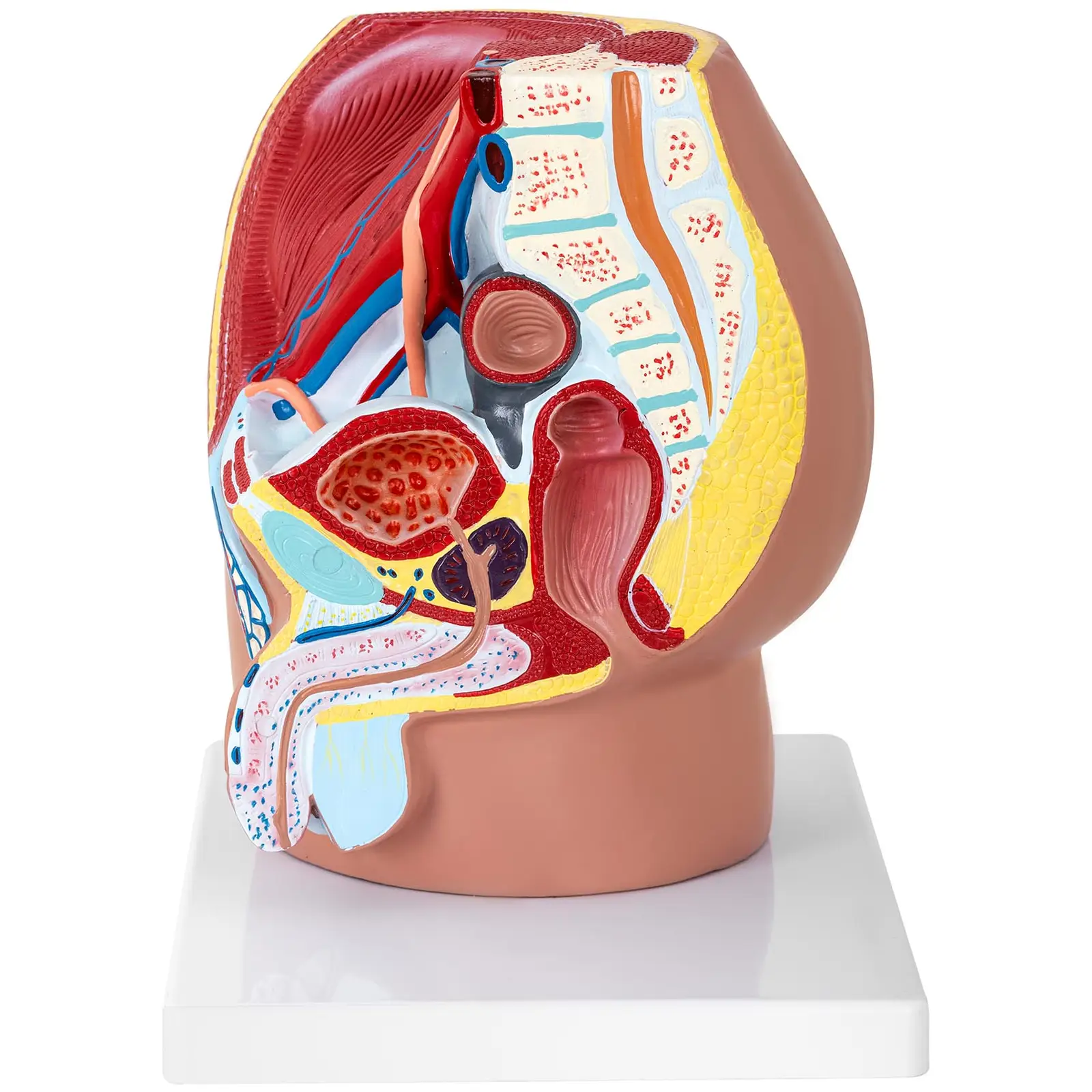 Model anatomiczny - miednica męska