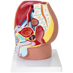 Anatominen malli - lantio - mies - jakautuu 4 osaan - luonnollinen koko