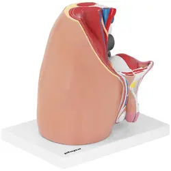 Modello anatomico bacino maschile - Smontabile in 4 parti - Grandezza naturale