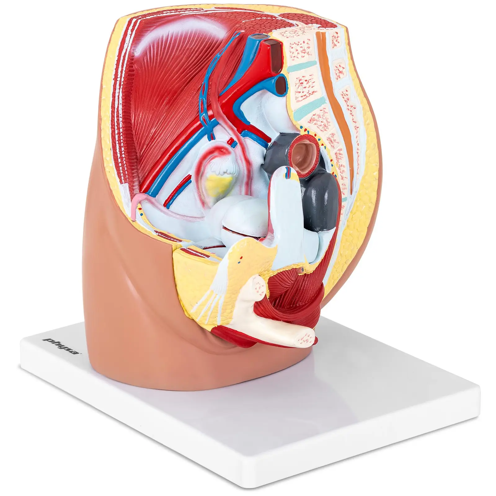 Anatomisk modell av kvinnelig kjønnsorgan - 3 separate deler - originalstørrelse