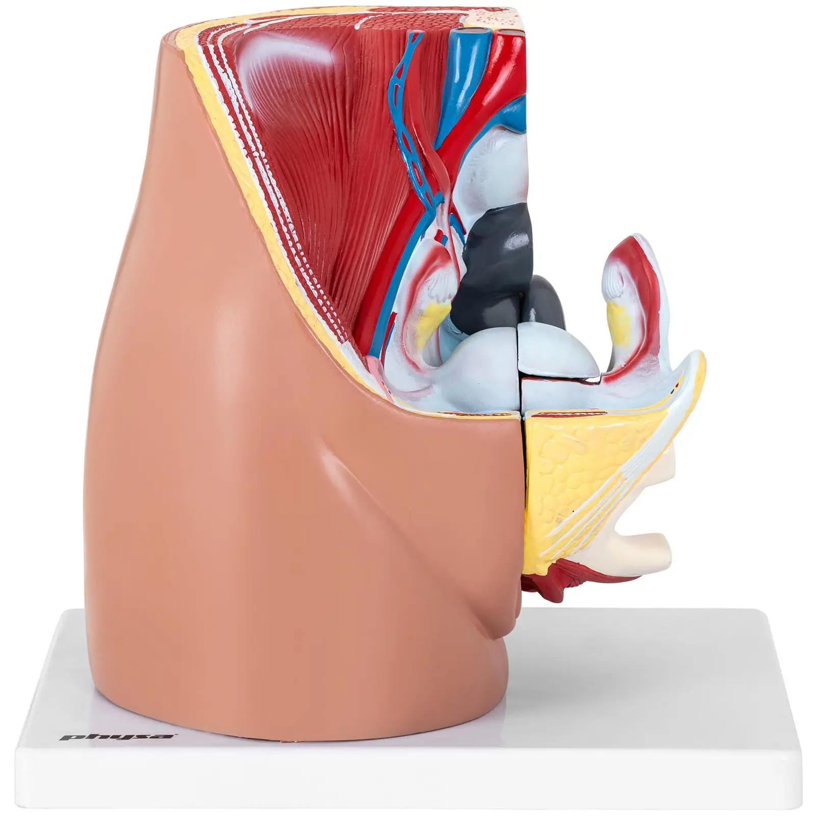 Anatomisk modell av kvinnelig kjønnsorgan - 3 separate deler - originalstørrelse