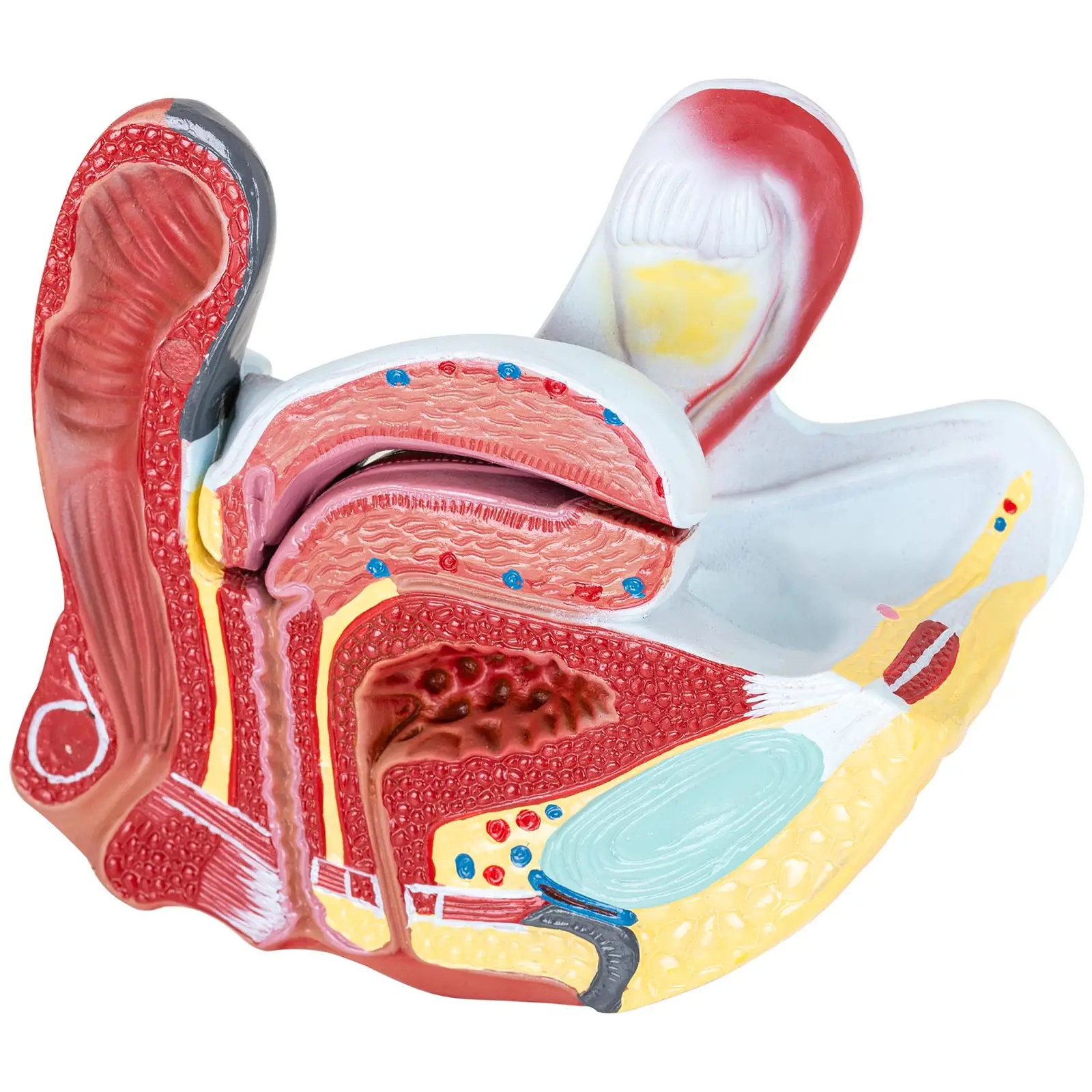 Anatomisk modell av kvinnelig kjønnsorgan - 3 separate deler - originalstørrelse