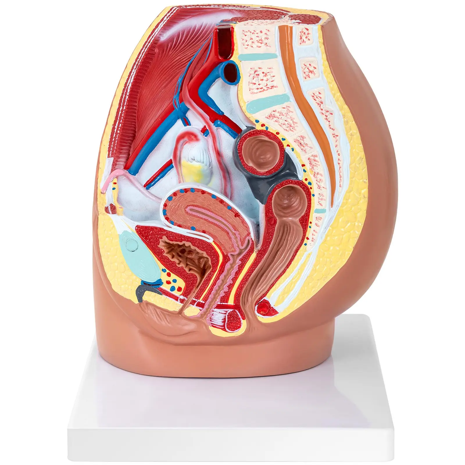 Anatomisk modell av kvinnelig kjønnsorgan - 3 separate deler - originalstørrelse