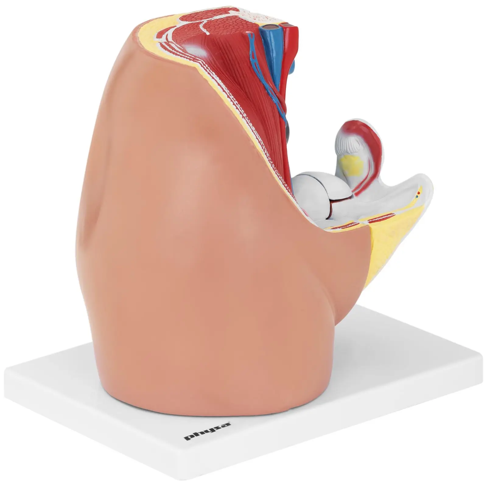 Anatominen malli - lantio - nainen - jakautuu 3 osaan - luonnollinen koko