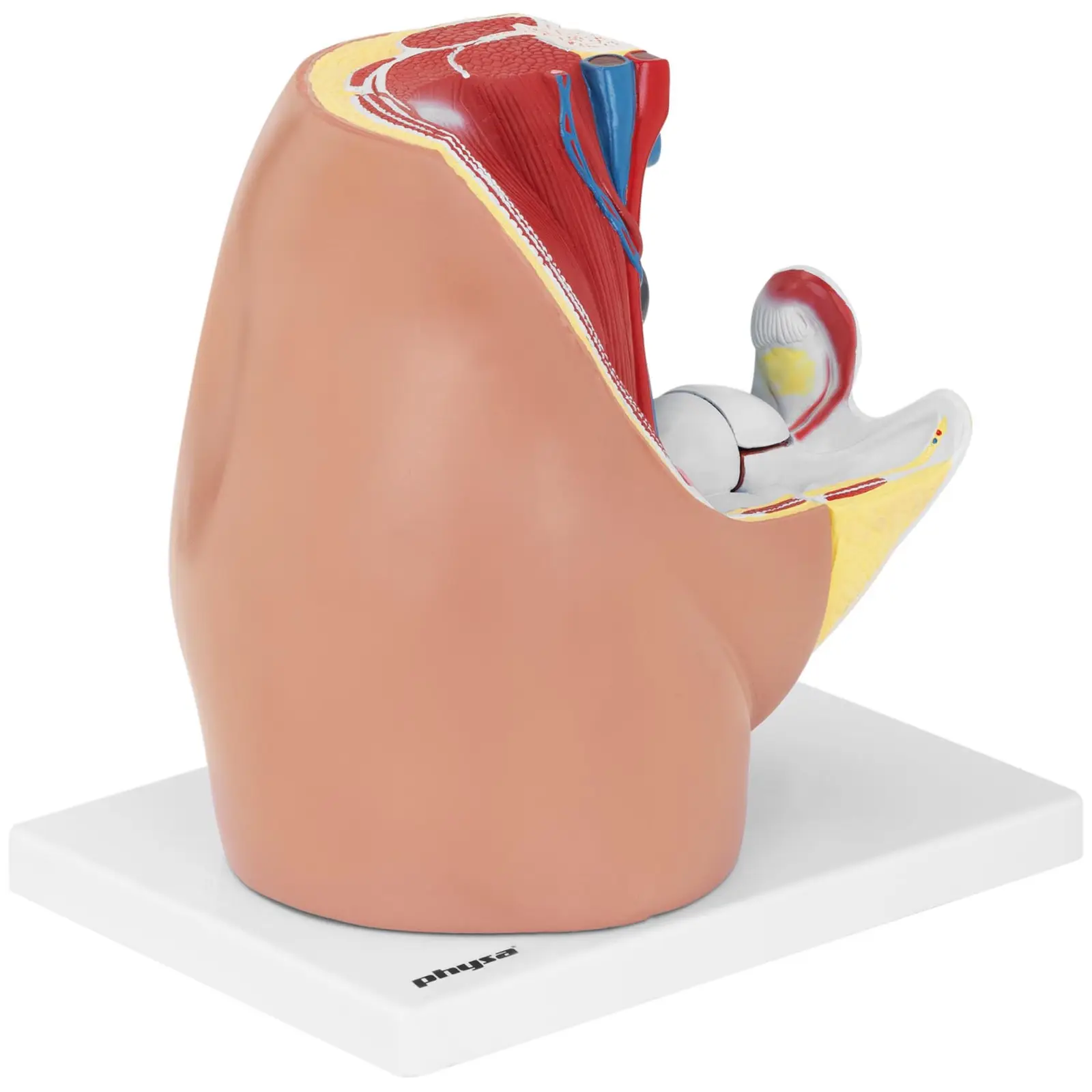 Anatomisk modell av kvinnelig kjønnsorgan - 3 separate deler - originalstørrelse