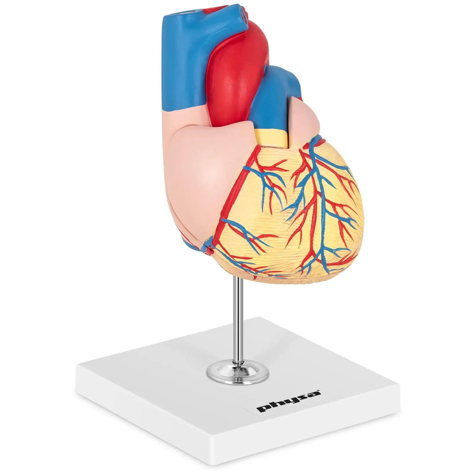 Anatominen malli - sydän - jakautuu 2 osaan - luonnollinen koko