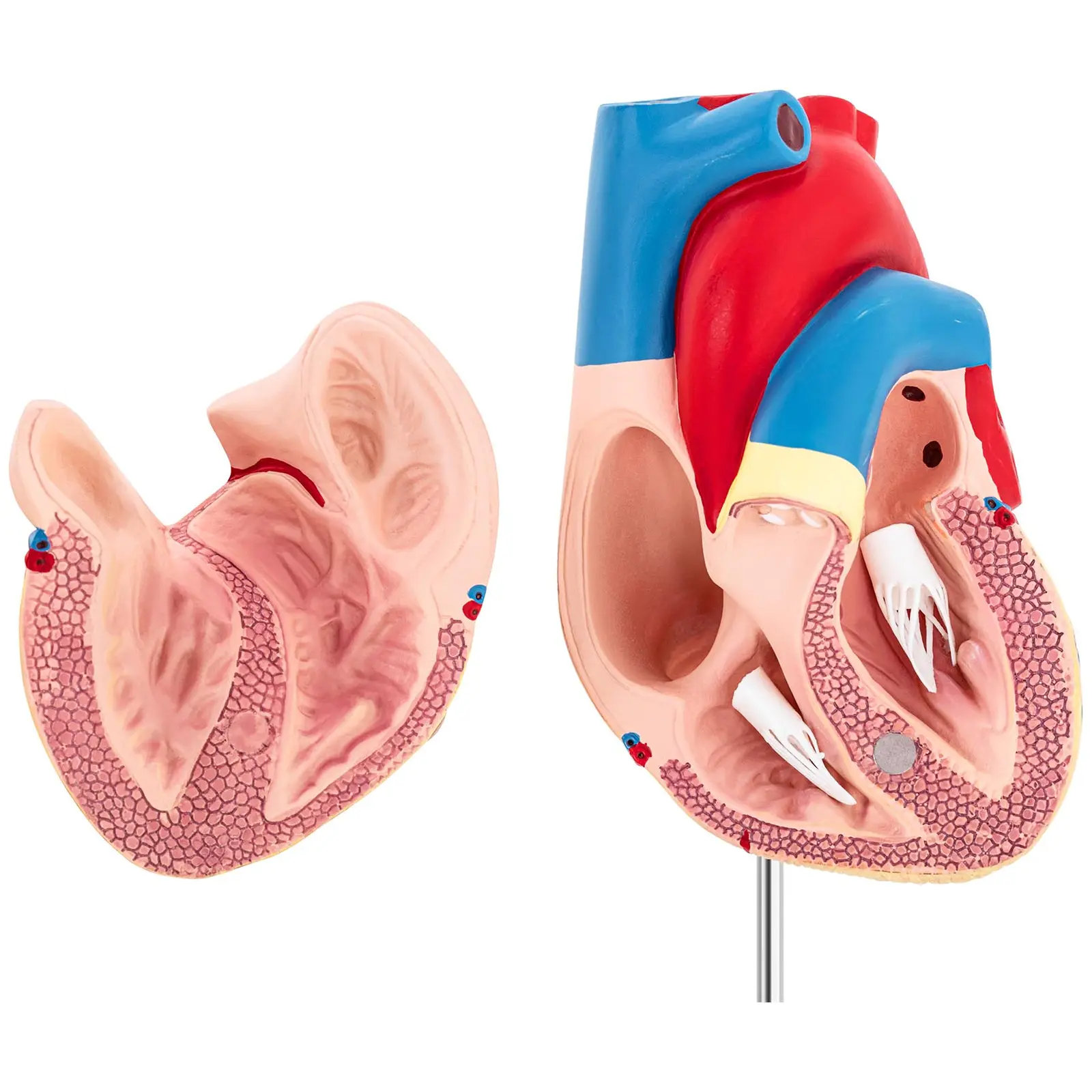 Hjärta - Anatomisk modell - Kan demonteras i två delar - Originalstorlek