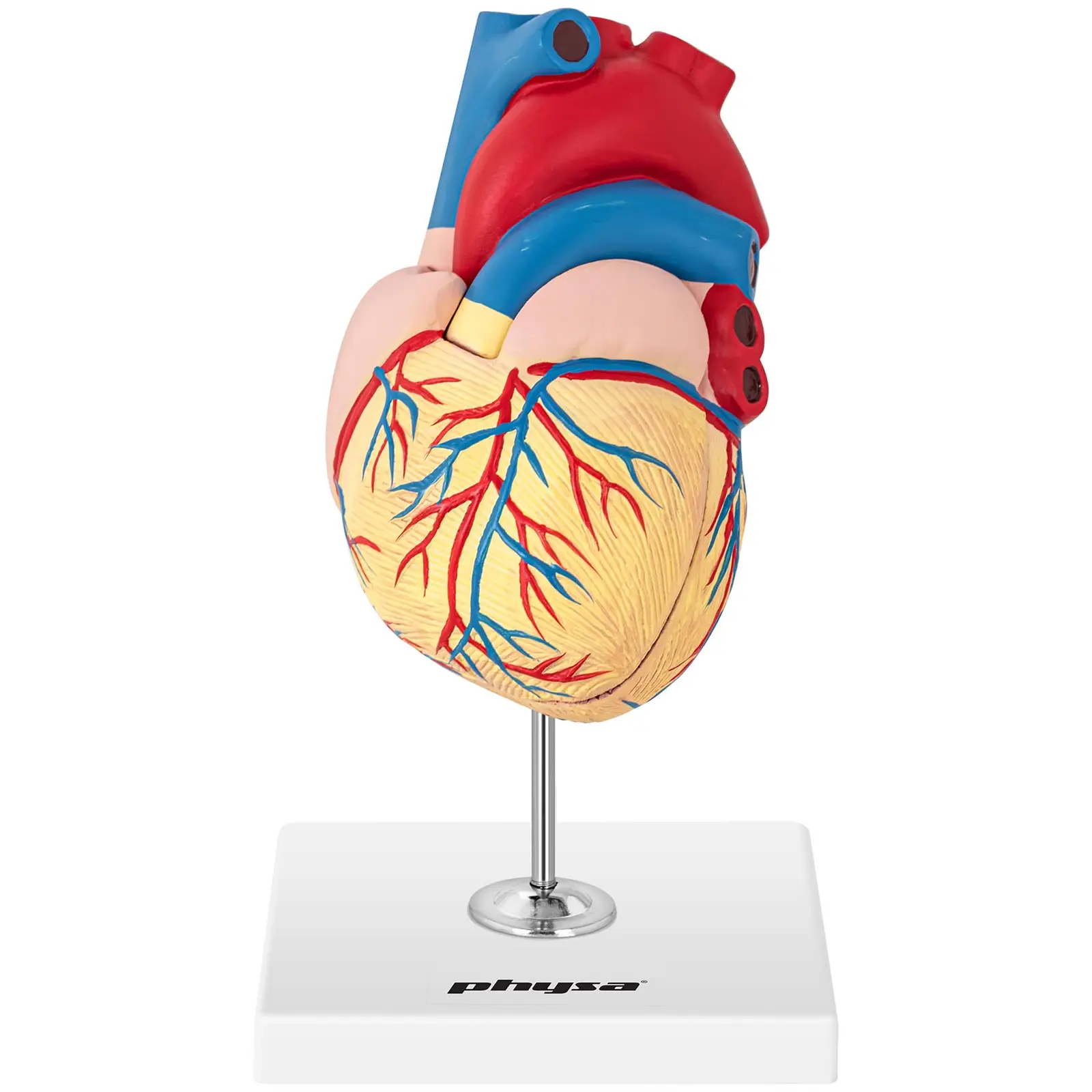 Modelo de corazón - desmontable en 2 piezas - tamaño original