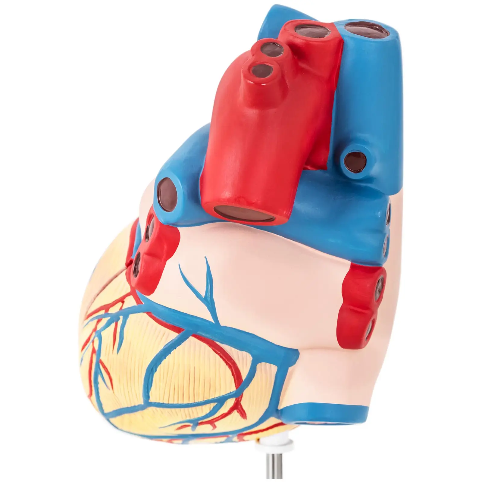 Hjärta - Anatomisk modell - Kan demonteras i två delar - Originalstorlek