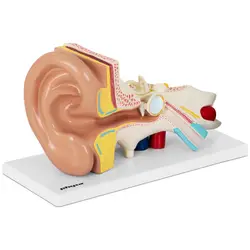 Model ušesa - ločljiv na 4 dele - 2x v naravni velikosti