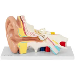Модел на ухо - разделя се на 4 части - 2 пъти на реалния размер
