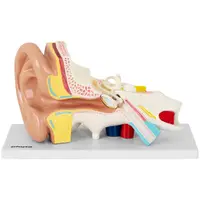 Ear Model - separable into 4 parts - 2x life size