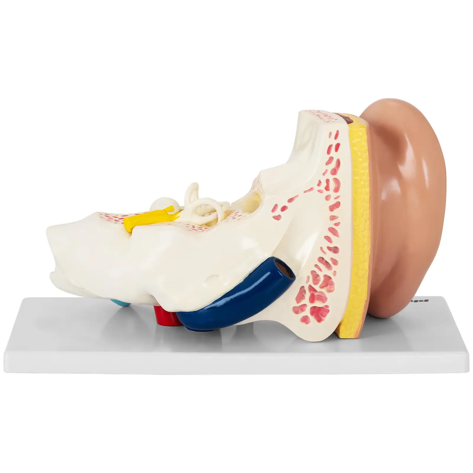 Maquette anatomique de l’oreille humaine - En 4 parties - 2 fois la taille réelle (Matériau(x): PVC)