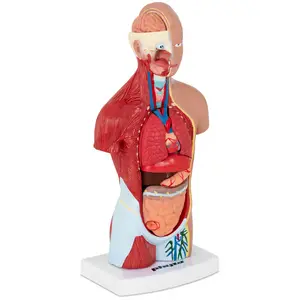 Model lidského trupu - rozložitelný na 15 dílů - výška 26 cm