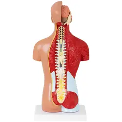 Anatominen malli - torso - jaettavissa 15 osaan - korkeus 26 cm