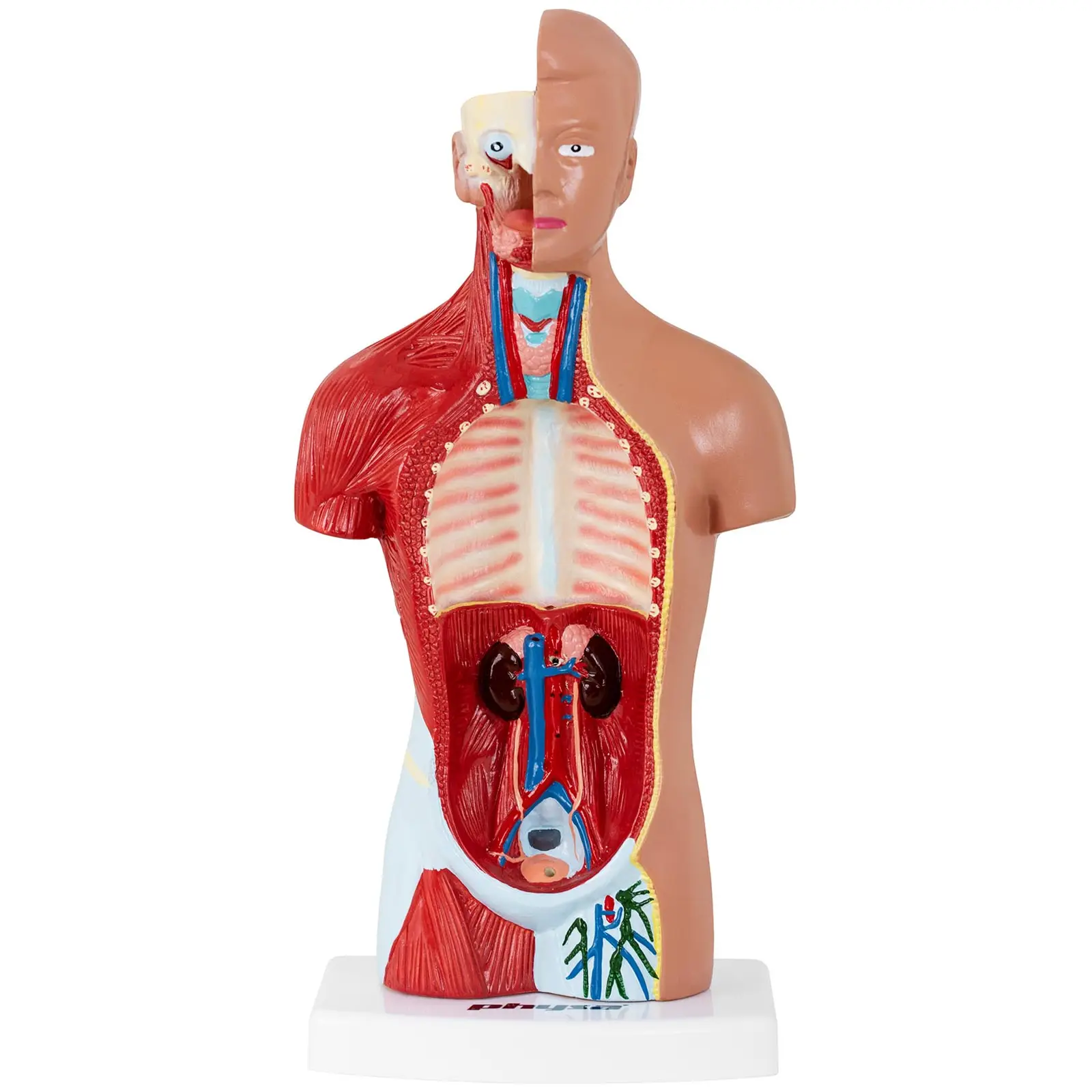 Modello torso umano - Smontabile in 15 pezzi - Altezza: 26 cm