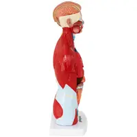 Torso - Anatomisk modell - Kan demonteras i 15 delar - Höjd 26 cm