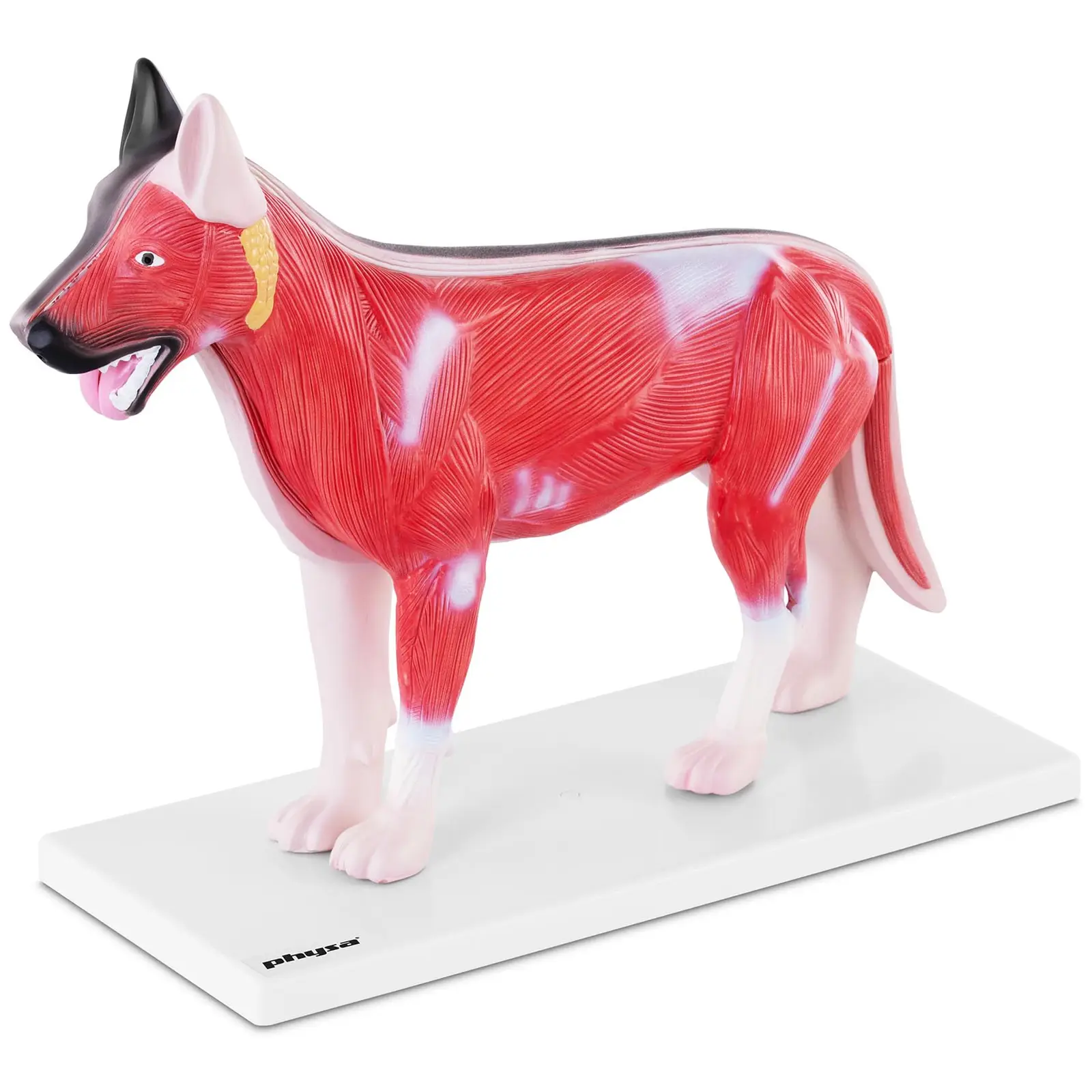 Фабрични втори продукти Модел на куче - вътрешни органи