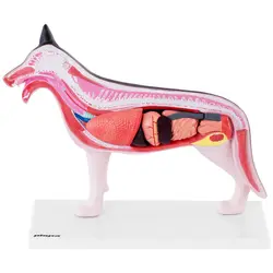 Maquette anatomique du chien - Organes internes