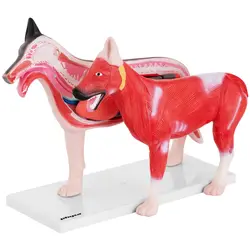 Model Hond- Innerlijke organen