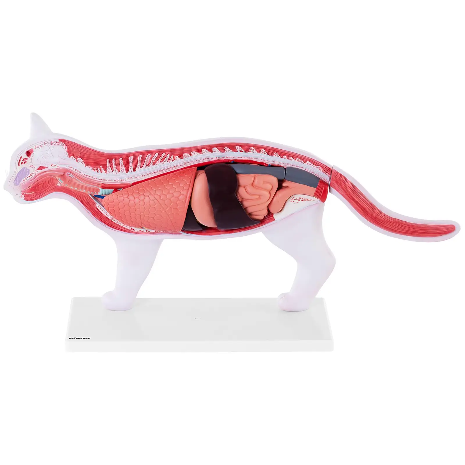 Model mačky - vnútorné orgány