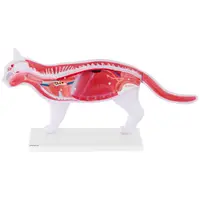 Maquette anatomique du chat - Organes internes