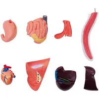 Maquette anatomique du chat - Organes internes