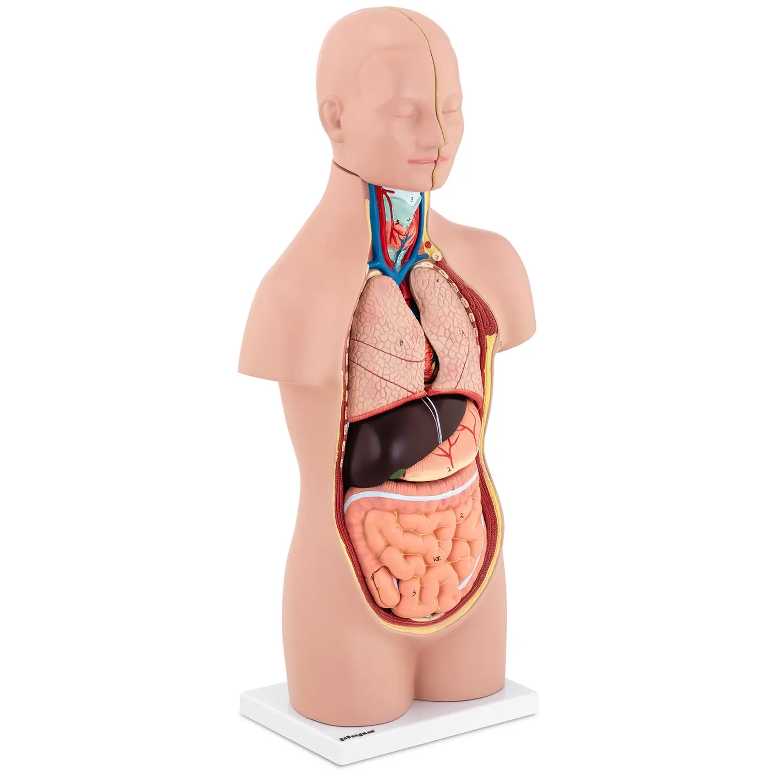 Torso - Anatomisk modell - Unisex - 12 delar - 48 cm höjd