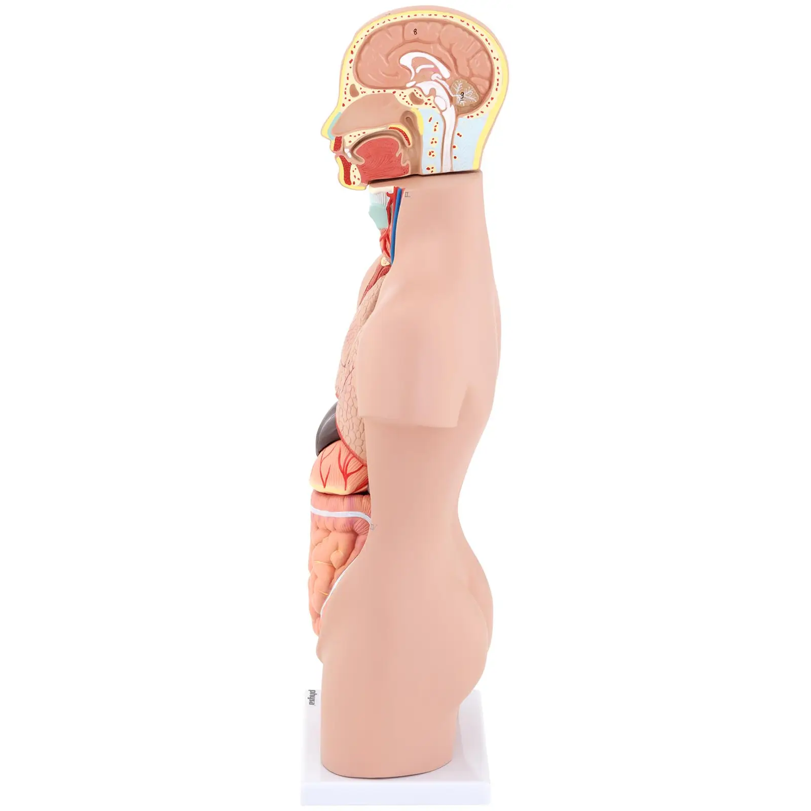 Maquette anatomique du torse humain asexué - En 12 parties - Hauteur 48 cm (Couleur(s): Coloré)