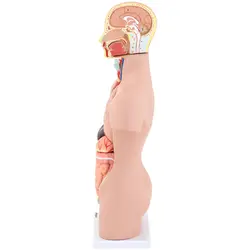 Modello anatomico del torso umano - Unisex - 12 pezzi - Altezza 48 cm